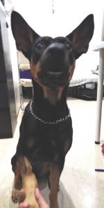 Pepper